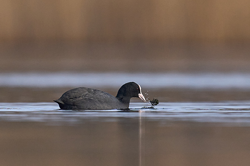  - Wildlife of the Somerset Levels