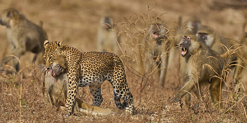  - South Luangwa National Park - May 2025