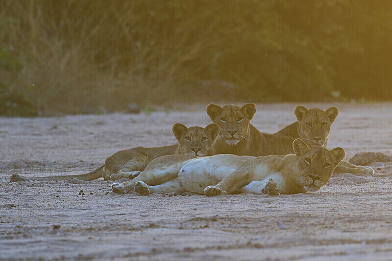 Lions in a sand river - South Luangwa National Park - April 2024