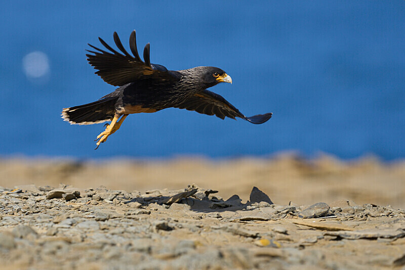 Striated Caracara - Falkland Islands Oct 22