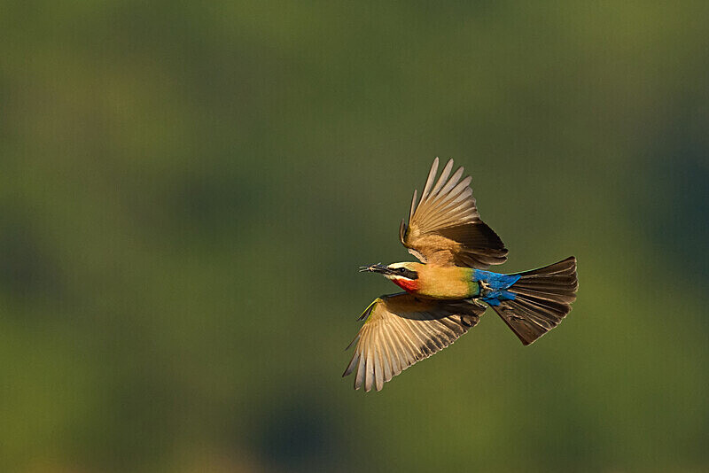 White-fronted Bee-eater in flight - South Luangwa National Park - April 2024