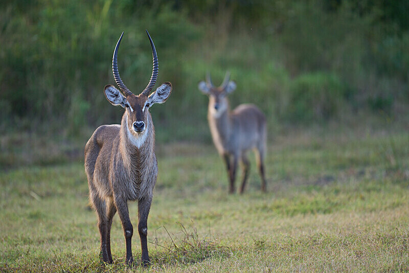Waterbuck - South Luangwa National Park - April 2024