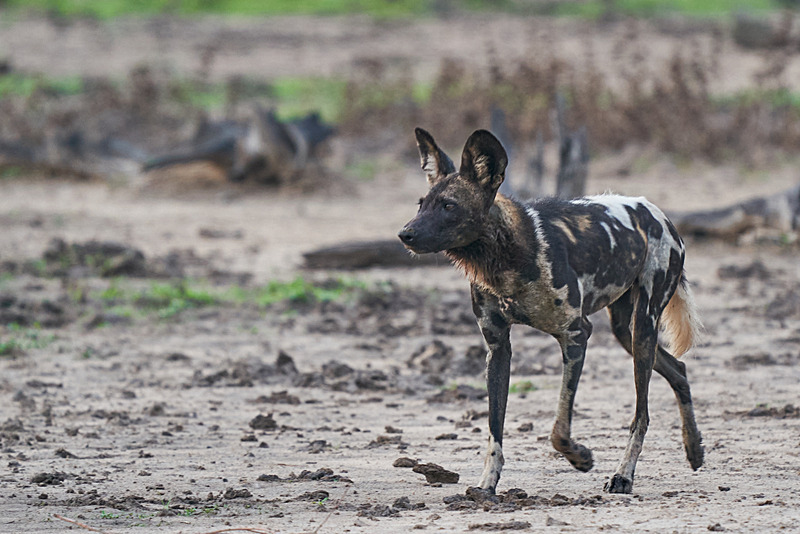 African Hunting Dog - South Luangwa National Park - Nov 2023