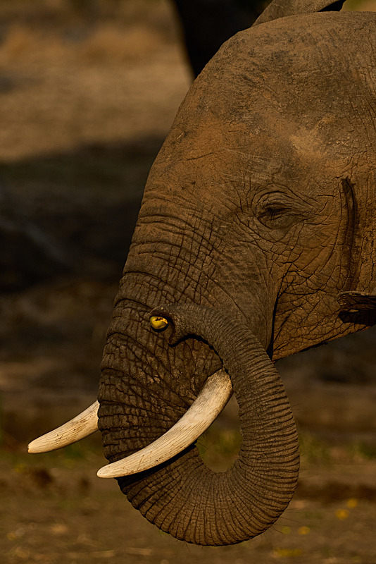African Elephant feeding on a mango - South Luangwa National Park - Nov 2023
