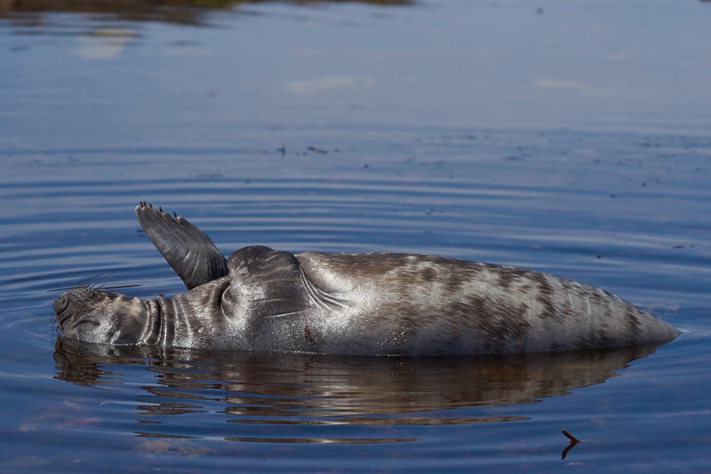 Elephant Seal Pup - Carcass Island