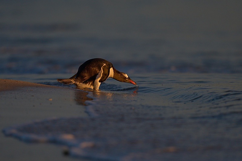 Gentoo Penguin - Falkland Islands - Oct 23