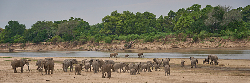 Elephants crossing the Luangwa River at dusk - South Luangwa National Park - Nov 2023