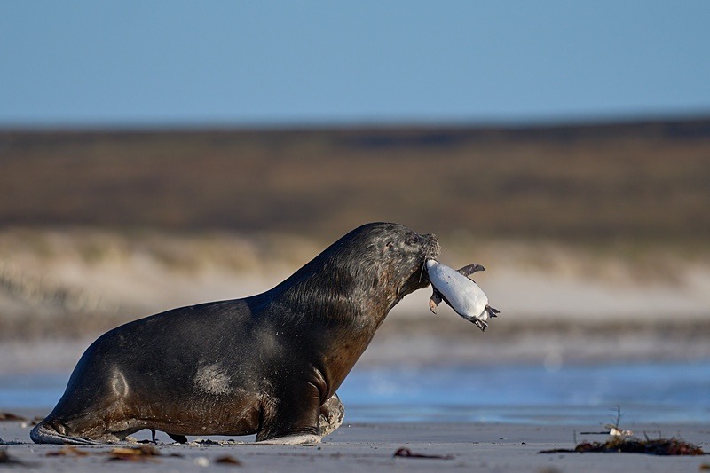 Southern Sea Lion with catch - Falkland Islands - Oct 23