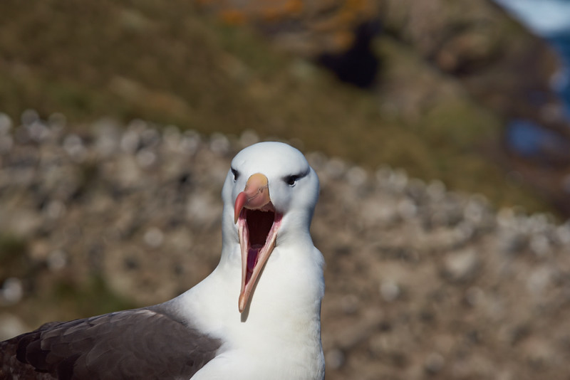 Black-browed Albatross - West Point Island
