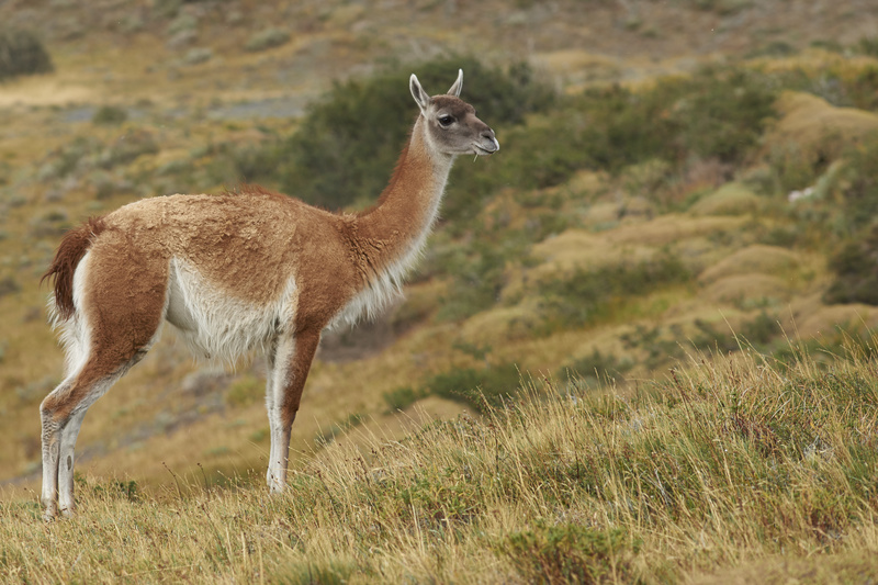 Guanaco - Torres del Paine National Park