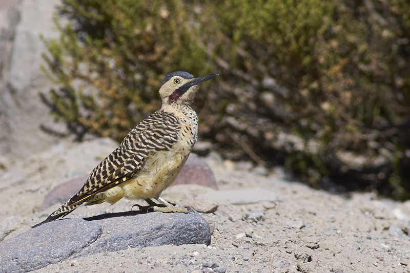 Andean Flicker - Altiplano of North-East Chile