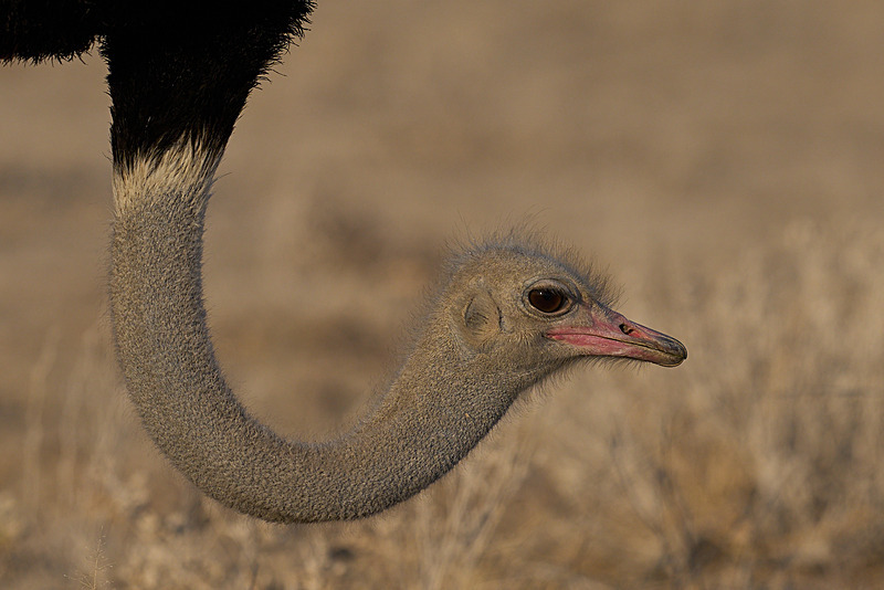 - Etosha National Park - September 2024