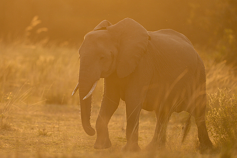  - South Luangwa National Park - May 2025