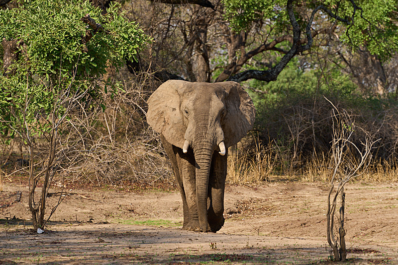  - South Luangwa National Park - November 2025