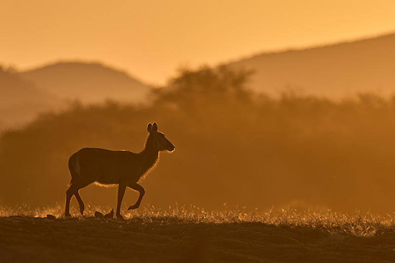  - Lower Zambezi National Park - May 2026