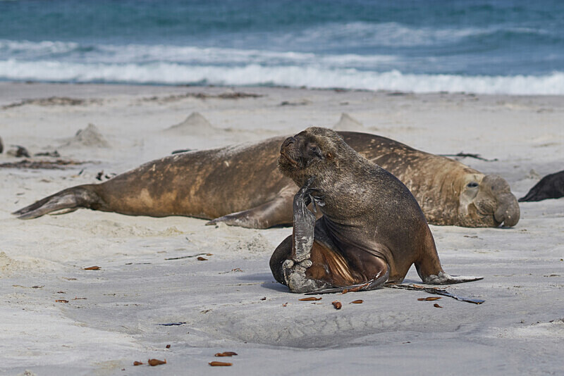03 - ARPS Panel - Wildlife of the Falkland Islands