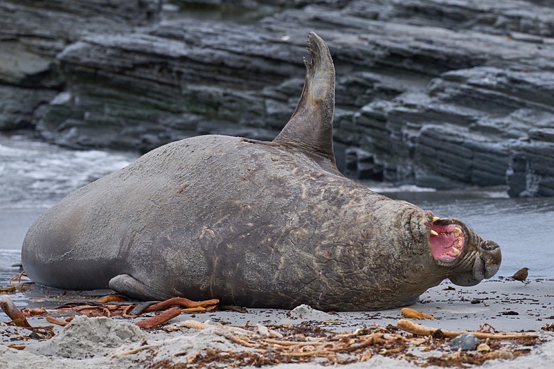 Southern Elephant Seal - Falkland Islands - Oct 23