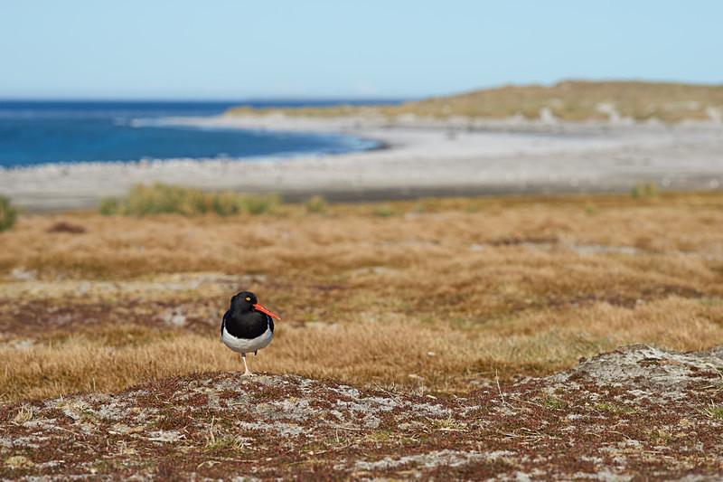 Magellanic Oystercatcher - Sea Lion Island