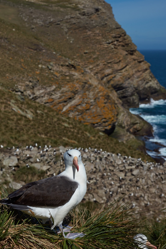Black-browed Albatross - West Point Island