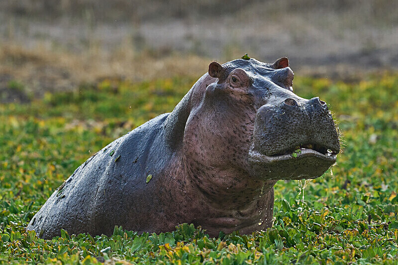 Malevolent Hippo - South Luangwa National Park - April 2024