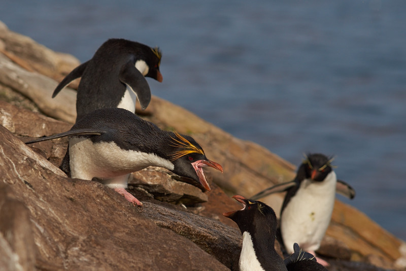 Macaroni Penguin outnumbered by Rockhopper Penguins - Saunders Island