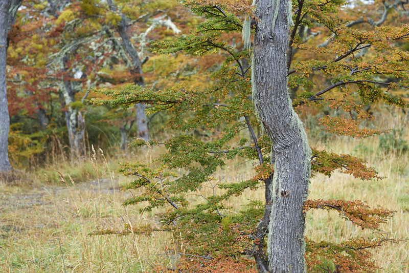 Autumn in Patagonia - Torres del Paine National Park