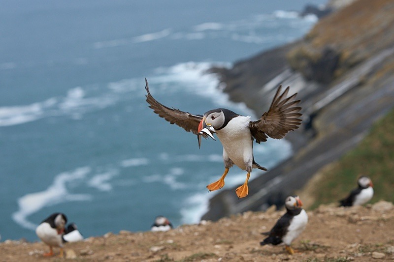 Atlantic Puffin - Puffins of Skomer