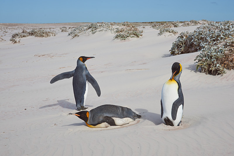 Trio of King Penguins - Volunteer Point