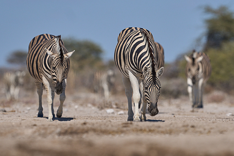  - Etosha National Park - September 2024