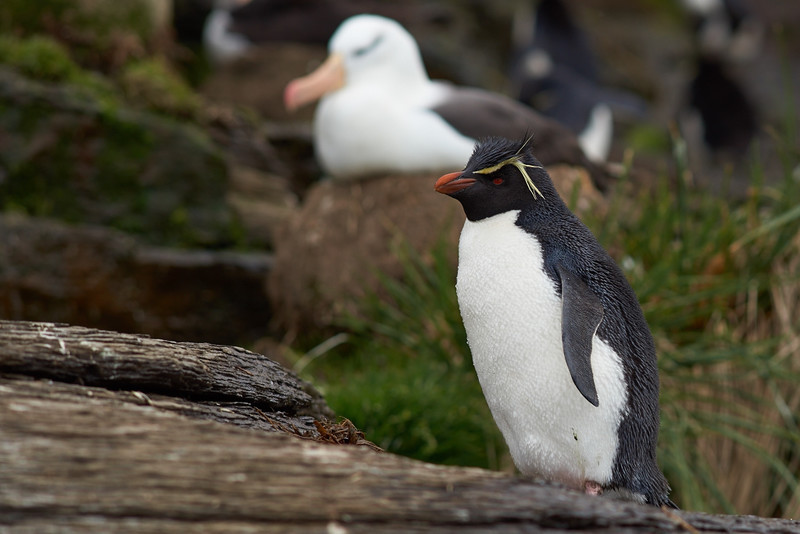 Rockhopper Penguin - Saunders Island