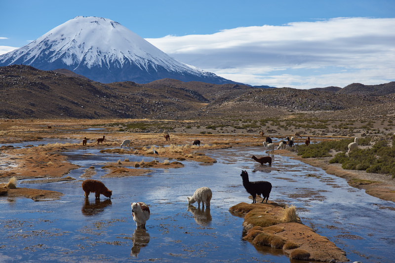 Alpaca Grazing - Altiplano of North-East Chile
