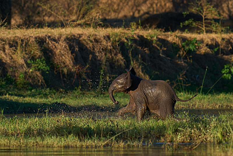  - Lower Zambezi National Park - May 2026