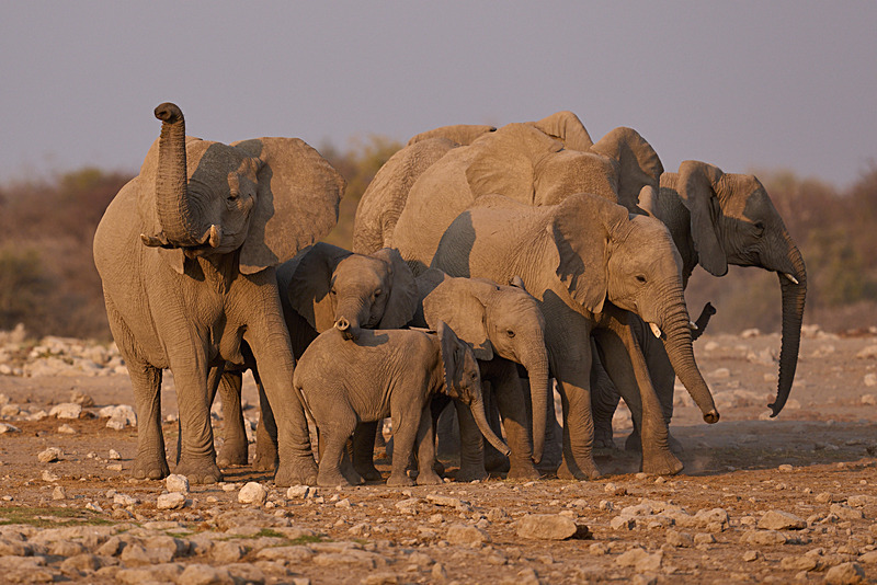  - Etosha National Park - September 2025