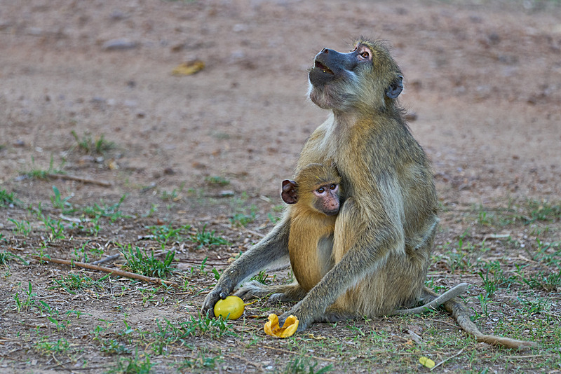 Yellow Baboon hoping for more mangoes to fall - South Luangwa National Park - Nov 2023