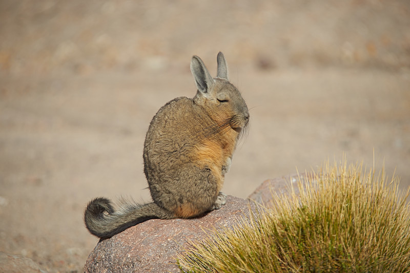 Mountain Viscacha - Wildlife of Chile