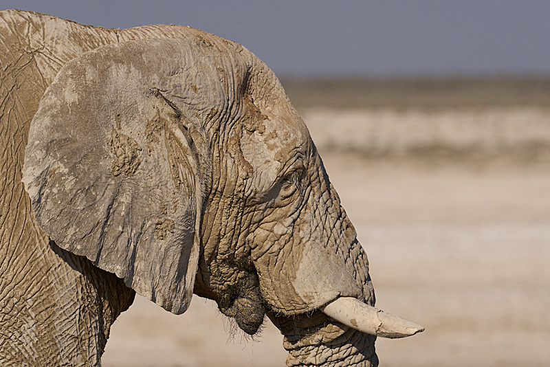  - Etosha National Park - September 2024