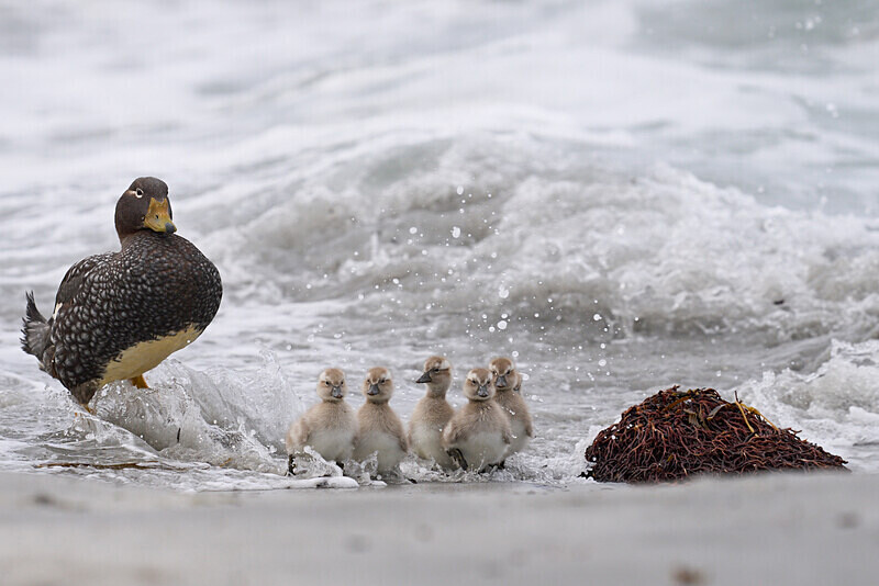 Falkland Steamer Duck - Falkland Islands Oct 22