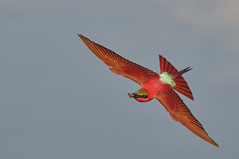  - South Luangwa National Park - November 2024