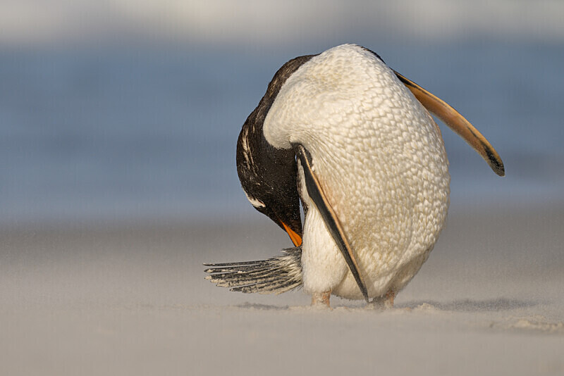 Gentoo Penguin - Falkland Islands Oct 22