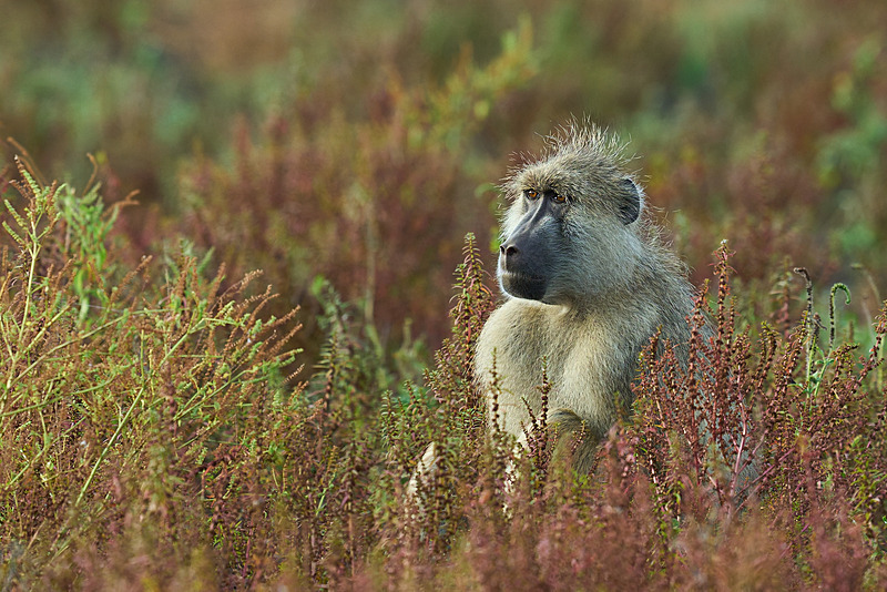  - South Luangwa National Park - May 2025