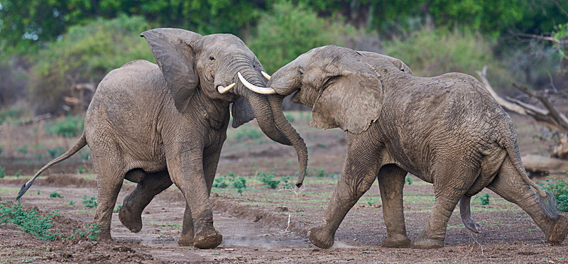  - South Luangwa National Park - November 2025