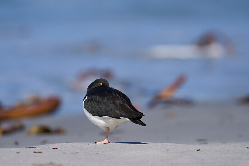 Magellanic Oystercatcher - Falkland Islands Oct 22