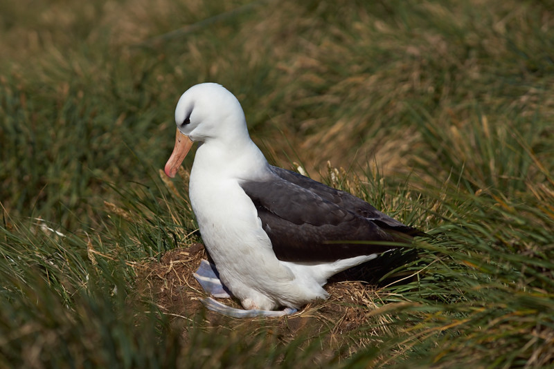 Black-browed Albatross - West Point Island