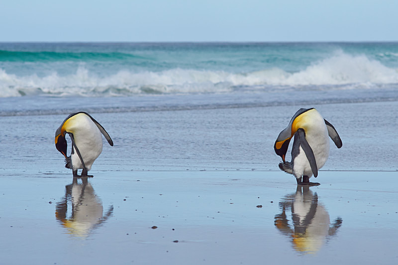 Symmetrical Preening - Volunteer Point
