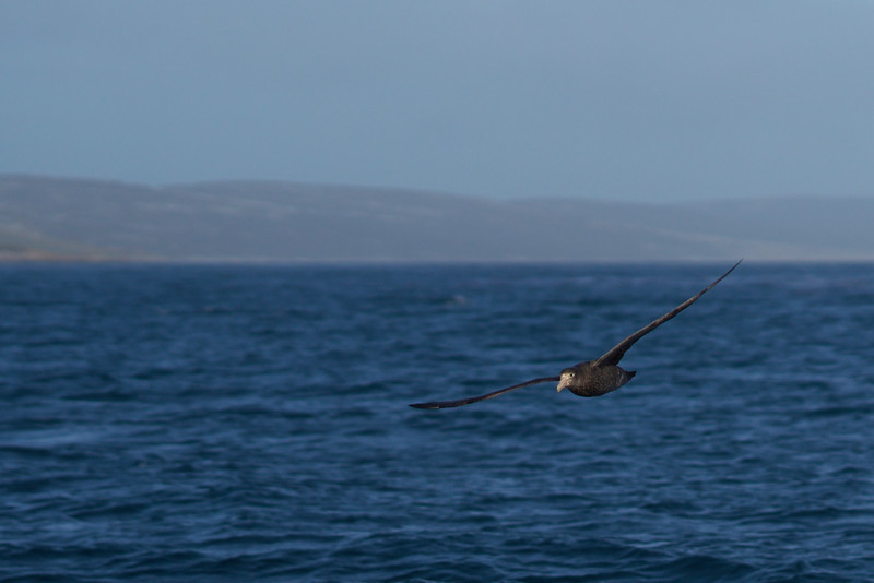 Southern Giant Petrel - West Point Island