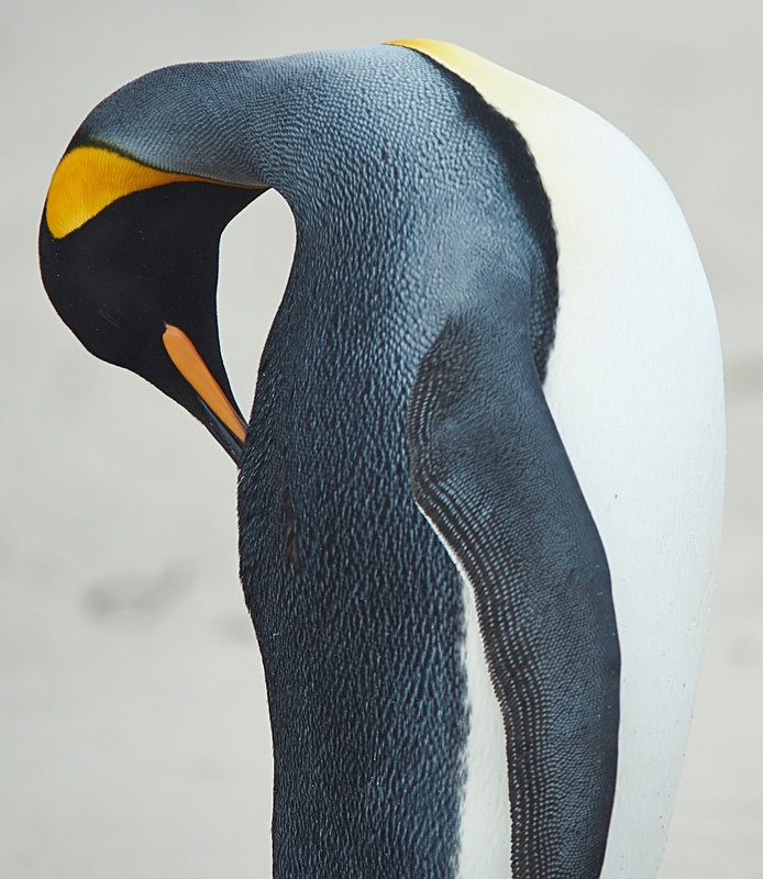 King Penguin Preening - Bleaker Island