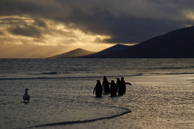 Gentoo Penguins going to sea - Saunders Island