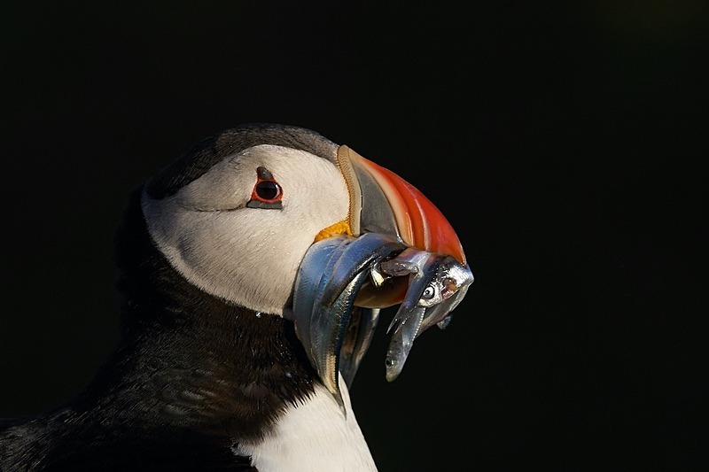 Atlantic Puffin - Puffins of Skomer