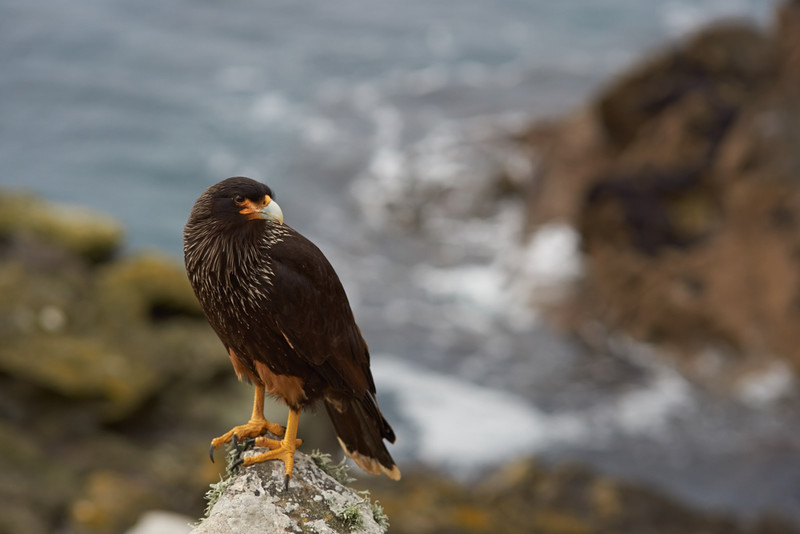 Striated Caracara - Carcass Island