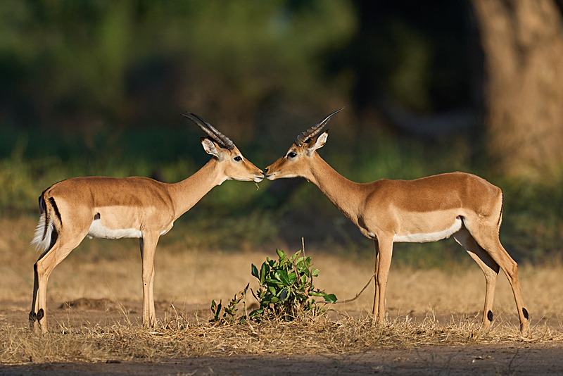  - Lower Zambezi National Park - May 2026